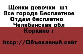 Щенки девочки 4шт - Все города Бесплатное » Отдам бесплатно   . Челябинская обл.,Коркино г.